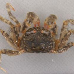 スナガニ科について 生物一覧ー 市場魚貝類図鑑