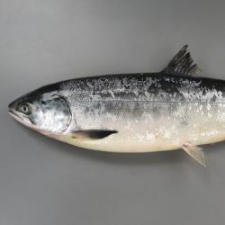 トキシラズ サケ 市場魚貝類図鑑