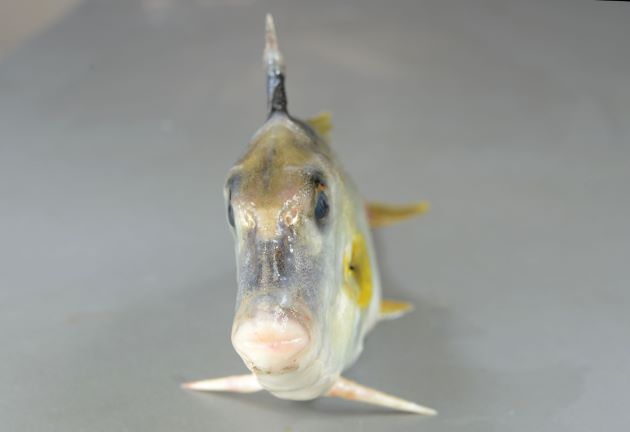 25cm SL 前後になる。体表は非常に微少な鱗が皮膚と一体化してザラザラしている。体高があり側へんする。腹鰭は左右ともに1棘で非常に硬く鋭い。背鰭は6棘で第1棘が太く硬く鋭い。尾鰭は三角形に湾入する。
