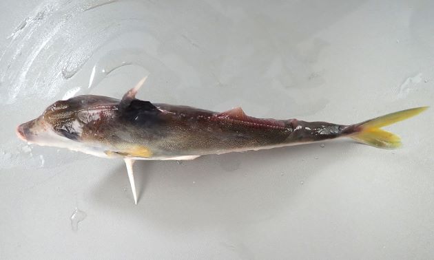 25cm SL 前後になる。体表は非常に微少な鱗が皮膚と一体化してザラザラしている。体高があり側へんする。腹鰭は左右ともに1棘で非常に硬く鋭い。背鰭は6棘で第1棘が太く硬く鋭い。尾鰭は三角形に湾入する。
