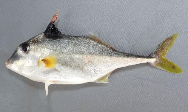 25cm SL 前後になる。体表は非常に微少な鱗が皮膚と一体化してザラザラしている。体高があり側へんする。腹鰭は左右ともに1棘で非常に硬く鋭い。背鰭は6棘で第1棘が太く硬く鋭い。尾鰭は三角形に湾入する。