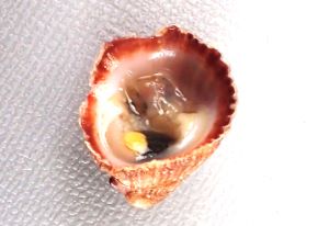 クリックで拡大表示