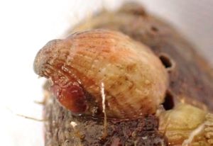 クリックで拡大表示