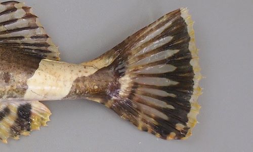 トゲカジカ ナベコワシ 市場魚貝類図鑑