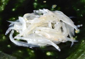 クリックで拡大表示