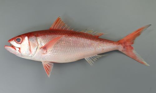 オオクチハマダイ | 魚類 | 市場魚貝類図鑑