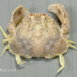 カラッパ科について＆生物一覧ー | 市場魚貝類図鑑
