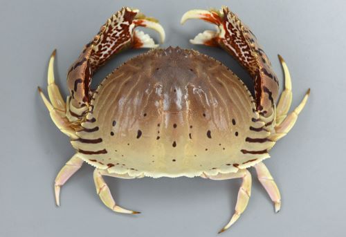 トラフカラッパ | 甲殻 | 市場魚貝類図鑑