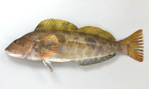 アイナメ | 魚類 | 市場魚貝類図鑑