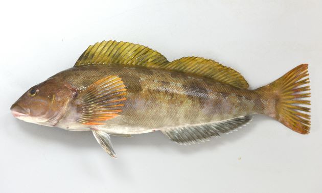 SL45cm前後になる。紡錘形でやや細長い。頬と鰓蓋の大部分に鱗がある。背鰭は１つで中央部に切れ込みがある。側線は5本。尾鰭はまっすぐ。