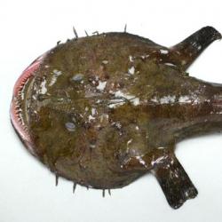 アンコウ科について 生物一覧ー 市場魚貝類図鑑 アンコウ科について 生物一覧ー 市場魚貝類図鑑