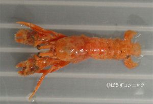 クリックで拡大表示