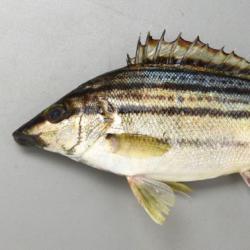 シマイサキ 魚類 市場魚貝類図鑑