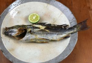 シマイサキ 魚類 市場魚貝類図鑑 シマイサキ 魚類 市場魚貝類図鑑