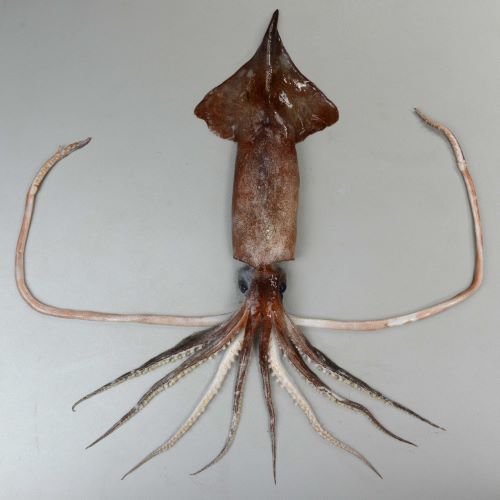 外套背長40cm前後。スルメイカに似た姿をしている。触腕掌部に25個、2列の鈎状の爪が並ぶ。