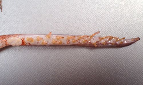 外套背長40cm前後。スルメイカに似た姿をしている。触腕掌部に25個、2列の鈎状の爪が並ぶ。