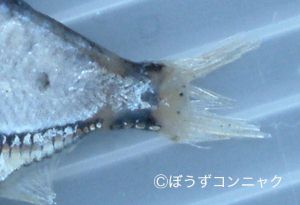 クリックで拡大表示