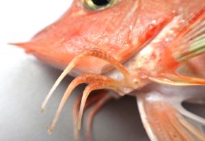 クリックで拡大表示