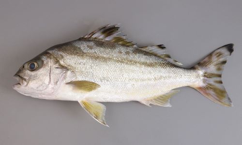 コトヒキ 魚類 市場魚貝類図鑑 コトヒキ 魚類 市場魚貝類図鑑