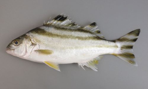コトヒキ 魚類 市場魚貝類図鑑 コトヒキ 魚類 市場魚貝類図鑑