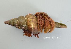 ホンドオニヤドカリの宿