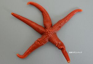 クリックで拡大表示
