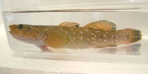 ドロメ 魚類 市場魚貝類図鑑