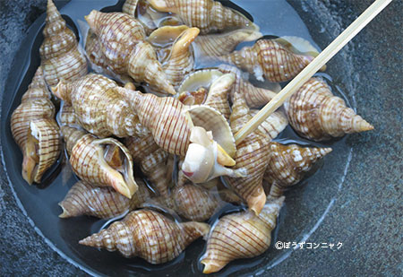 クリックで拡大表示 マユツクリガイの塩ゆで