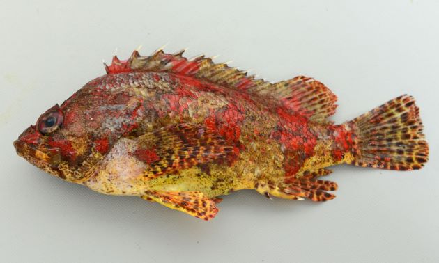 18cm SL 前後になる。メバル科では小型。メバル科の中では体高はあまりなく、体に非常に複雑な模様があり、赤であったり褐色であったり、色の変化がある。総ての鰭に斑紋がある。尾鰭は丸い。