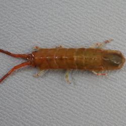 等脚目について 生物一覧ー 市場魚貝類図鑑