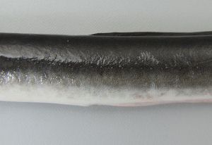 クリックで拡大表示