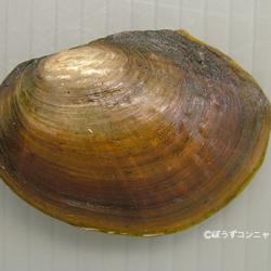 ドブガイ 食べる