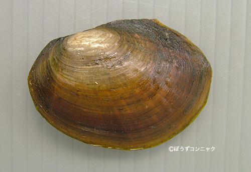 ドブガイ 軟体 市場魚貝類図鑑