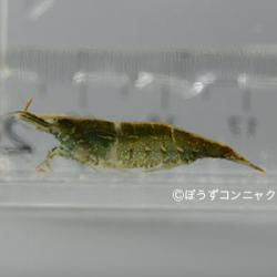 ミナミヌマエビ 甲殻 市場魚貝類図鑑