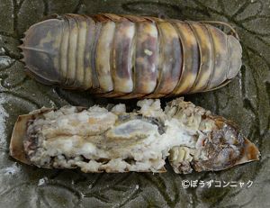 クリックで拡大表示 茹でオオグソクムシ