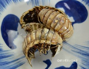 クリックで拡大表示 揚げオオグソクムシ