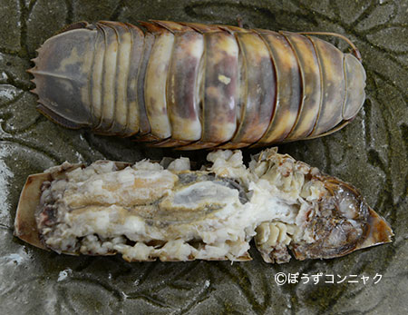 茹でオオグソクムシ