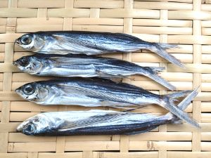ホソトビウオ アゴ 市場魚貝類図鑑 ホソトビウオ アゴ 市場魚貝類図鑑