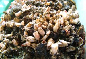 クリックで拡大表示