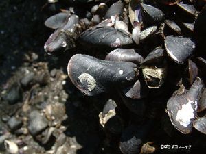 クリックで拡大表示