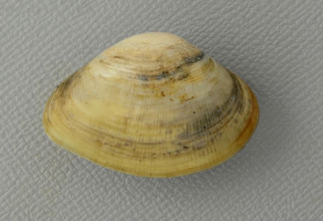 殻長25mm前後になる。右の貝殻が大きく左の貝殻が小さい。腹縁はゆがむ。(涸沼産)
