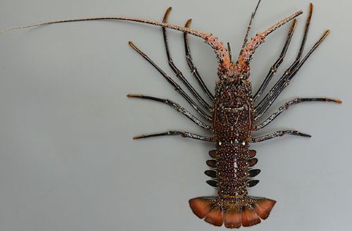 アマミイセエビ 甲殻 市場魚貝類図鑑 アマミイセエビ 甲殻 市場魚貝類図鑑