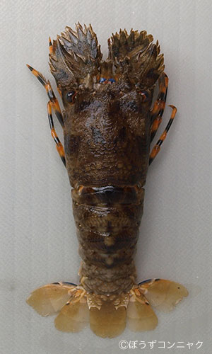 キタンヒメセミエビ 甲殻 市場魚貝類図鑑