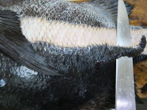 クリックで拡大表示