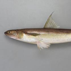 マエソ 魚類 市場魚貝類図鑑