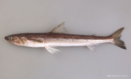 マエソ 魚類 市場魚貝類図鑑