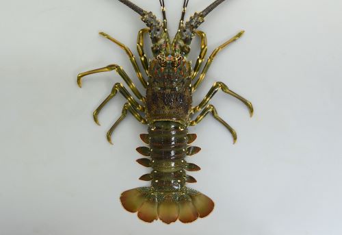 いせえびページ ケブカイセエビ (サメハダイセエビ) | 市場魚貝類図鑑