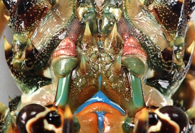 体長26cm前後になる。触角版には2対の大棘が四隅にある。イセエビよりも青みがかる。