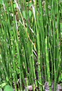 クリックで拡大表示