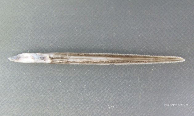 アカエイの尾鰭の棘は先端が鈍く、縁がノコギリ状。刺されることはまずなく、むしろ海岸などで踏んで刺さることが多い。